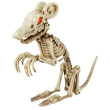 Walgreens Animated Skeleton Rat Bone 