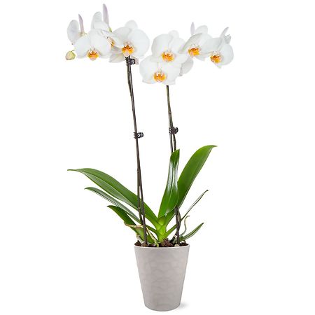 Green Circle Growers 5 Inch Orchid