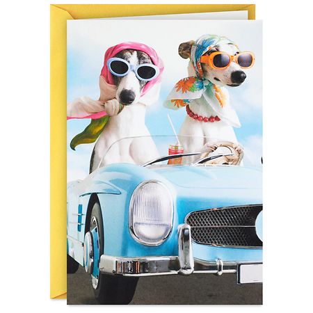 Shoebox Funny Birthday Card (Have a Sun-in-Your-Face Kind of Day Dogs) E37