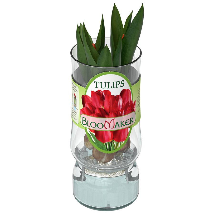Bloomaker Live Blooming Tulip Bulbs in Water Assorted Walgreens