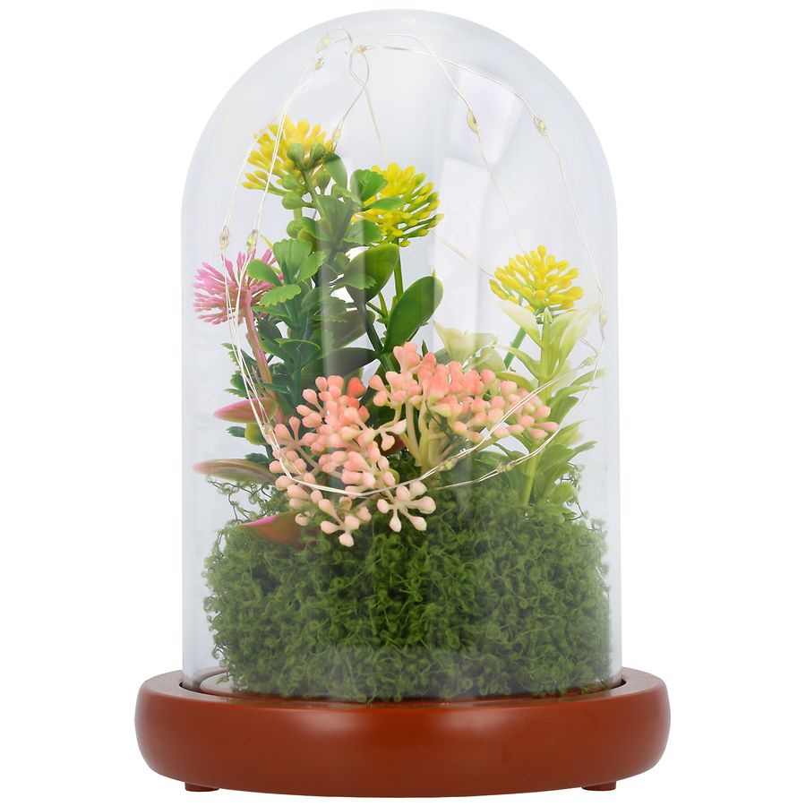 succulent plants in terrarium Succulent Terrarium  Parker Hill Provisions